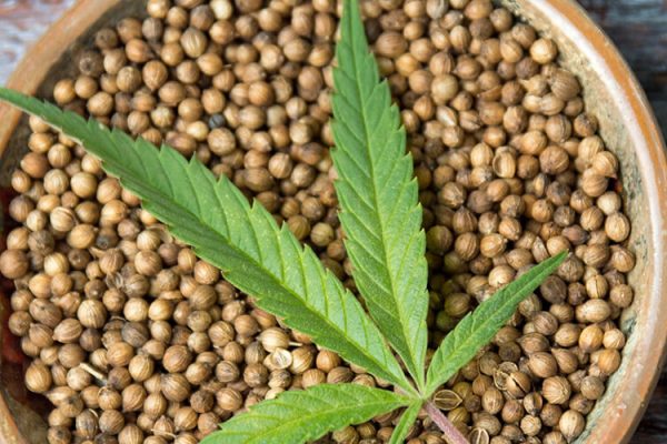 Сохранение семян марихуаны