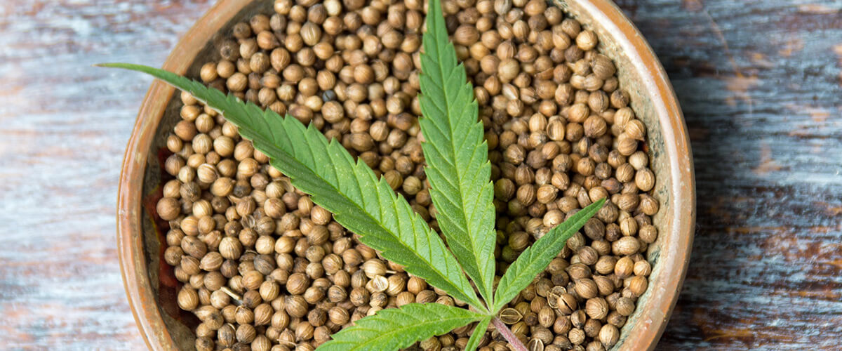 Сохранение семян марихуаны